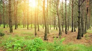 Ein Nadelholzwald bei Sonnenaufgang.