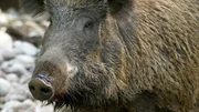 Wildschwein.