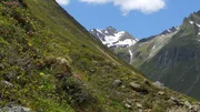Alpenwiese.