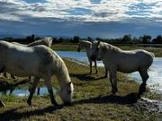 Wildpferde im Naturreservat, "Isola della Cona".