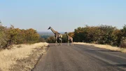 Giraffen, wie alle Wildtiere, haben Vorfahrt auf den Stra&szlig;en des Kruger Nationalparks.