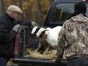 Pat Moore takes a look at his new family members. Four goats that he hopes will provide enough meat to sustain his family for the winter.