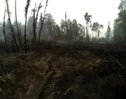 The black burn was successful, all that remains are the ashes in the smoldering forest.
