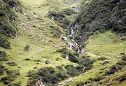 Schafherde im Fagaras Gebirge