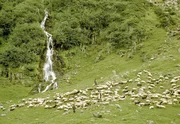 NDR Fernsehen DIE KARPATEN, Schafherde im Fagaras Gebirge.