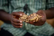 Schildkr&ouml;ten lassen ihre Eier allein zur&uuml;ck, wodurch die Jungtiere Raubtieren schutzlos ausgeliefert sind und nur wenige es schaffen.