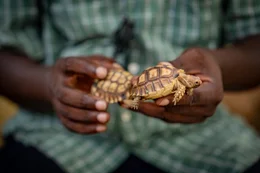 Schildkr&ouml;ten lassen ihre Eier allein zur&uuml;ck, wodurch die Jungtiere Raubtieren schutzlos ausgeliefert sind und nur wenige es schaffen.