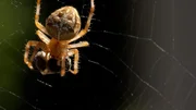 Kreuzspinne mit Beute.