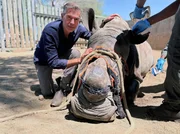 Dirk Steffens kniet neben einem bet&auml;ubten Nashorn, das gerade wegen einer infizierten Wunde behandelt wird.