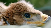 Ein junger Kaiseradler in der Schockstarre, bereit f&uuml;r den Peilsender.
