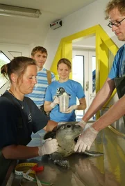 In der Aufzuchtstation erf&auml;hrt Fritz Fuchs (Mitte: Guido Hammesfahr mit Jana Kozewa) viel &uuml;ber die Versorgung kleiner Heuler. Doch die entlaufene Robbe "Ronnie" findet er dort nicht.