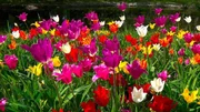 Tulpenfeld.