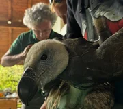 Ein G&auml;nsegeier wird beringt.
