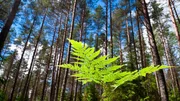 Farn im Wald an einem Sommertag.