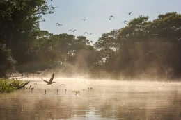 V&ouml;gel fliegen &uuml;ber dampfendes Dschungel Gew&auml;sser