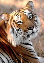 Der Kaziranga-Nationalpark im Nordosten Indiens ist f&uuml;r seine Tiger bekannt.