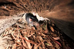 Ein Tasmanischer Teufel auf der Suche nach Unterkunft. Die Tiere sind nachtaktiv, den Tag verschlafen sie in H&ouml;hlen oder im Dickicht.
