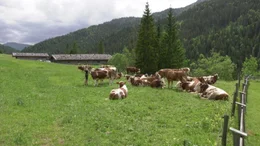 Seit vier Monaten ist die 20-j&auml;hrige Josefa Leitner als Sennerin auf der Ochsenalm allein f&uuml;r die Tiere, die Wiesen und die alte Almh&uuml;tte verantwortlich. Sie wollte vom Trubel unten im Tal ablassen und &uuml;ber sich nachdenken. Der Film gibt Einblicke in das Leben einer au&szlig;ergew&ouml;hnlichen jungen Frau  und begleitet sie &uuml;ber zwei Jahre. Wie haben sie die Erfahrungen als Sennerin ver&auml;ndert?