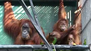 Sechs Jahre verbrachte die Orang-Utan-Mutter Gober in einem K&auml;fig der Quarant&auml;ne-Station des SOCP (Sumatran Orangutan Conservation Programme). Seit einer Operation wegen Erblindung durch Grauen Star kann sie wieder sehen. Sie und ihre beiden vierj&auml;hrigen Zwillinge Ginting und Ganteng wurden in der Station geboren. Alle drei sind sie Wildtiere geblieben. Nichts ist da naheliegender, als sie endlich auszuwildern.