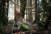 Alte Buche und der Stumpf eines gefällten Baumes. Wald in der Nähe eines kleinen Dorfes Pasterka in Polen, Tafelberge (Stolowe). Alte Buche und der Stumpf eines gefällten Baumes. Wald in der Nähe eines kleinen Dorfes Pasterka in Polen, Tafelberge (Stolowe).