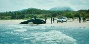 In Vancouver liegt ein toter Orca am Strand. Wahlforscher Leon Anawak (Joshua Odjick, vorne, r.) und  O'Bannon (Dutch Johnson, vorne, l.) sind auf dem Weg zum ihm.