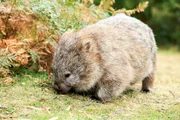 Ein Wombat auf Nahrungssuche &ndash; die Tiere sind Pflanzenfresser, sie ern&auml;hren sich von Gr&auml;sern und anderem pflanzlichem Material.