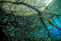 Unterwasser Szenerie mit kleinen Fischen