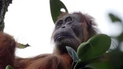 Gober, ein weiblicher Orang-Utan, Mutter mehrerer Kinder, erblindet wegen Grauem Star, erfolgreich operiert, kehrt nach vielen Jahren in ihre Heimat zur&uuml;ck, den Regenwald von Sumatra.
