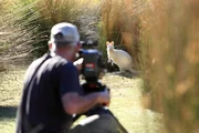 Kameramann Peter Nearhos filmt ein gar nicht scheues wei&szlig;es Wallaby auf Bruny Island.