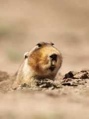 Close up of a big-headed African mole-rat, Bale Mountains, Ethiopia.