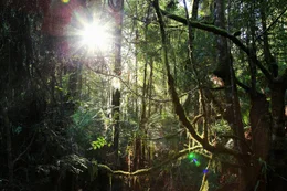 Weite Teile des Southwest Nationalparks in Tasmanien sind mit Regenwald bedeckt.