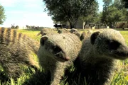 Die beiden jungen Geparde Max und Moritz versuchen sich heute im Jagen.; Ein Jungl&ouml;we hat sich aus seinem Gehege gebuddelt und streift durch die Auswilderungszone.; F&uuml;r die Mangusten hat die heutige Mahlzeit allerdings einen kleinen Haken ...
