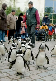 Peter Vollbracht, Revierleiter Polarium und B&auml;ren, begleitet die Pinguine auf ihren Freigang durch den Zoo. Eine Attraktion f&uuml;r die Besucher.
