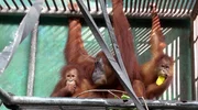 2014: Gober mit ihren Zwillingen in der Rettungsstation des SOCP (Sumatran Orang-Utan Conservation Programme) nahe der Großstadt Medan, Nord-Sumatra. Die Augenoperation (Grauer Star) ist geglückt und die Orang-Utan-Mutter kann wieder sehen. Die Kinder sind fast 4 Jahre alt. Obwohl im Käfig, sind alle drei ausgesprochene Wildtiere, die wieder ausgewildert werden sollen. 2014: Gober mit ihren Zwillingen in der Rettungsstation des SOCP (Sumatran Orang-Utan Conservation Programme) nahe der Großstadt Medan, Nord-Sumatra. Die Augenoperation (Grauer Star) ist geglückt und die Orang-Utan-Mutter kann wieder sehen. Die Kinder sind fast 4 Jahre alt. Obwohl im Käfig, sind alle drei ausgesprochene Wildtiere, die wieder ausgewildert werden sollen.