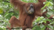 Gober, die Orang-Utan-Frau, hat nach 6 Jahren K&auml;figleben, den Schritt in die Freiheit getan. Mit Tochter Ginting wartet sie noch auf Sohn Ganteng.