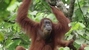 Gober, die Orang-Utan-Mutter, kann nicht verstehen, dass ihr Sohn Ganteng am Tag der Freilassung so lange z&ouml;gert, umgehend mit ihr im Dschungel von Sumatra zu verschwinden.