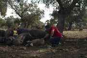 Die Iberico-Schweine von Z&uuml;chter Rafael Mu&ntilde;oz verbringen rund ein Jahr in den Eichenhainen.