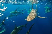 S&Uuml;DAFRIKA: Eine Gruppe von Schwarzspitzenhaien schwimmt knapp unter der Wasseroberfl&auml;che.