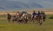 Mongolische Nomaden und ihre Tiere w&auml;hrend der Wanderung