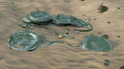 CGI- silver dishes and coins in the sand from Spain's mints. (National Geographic)