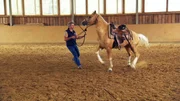 Auch f&uuml;r Pferdeprofi Bernd Hackl ist das wilde Reitpony eine echte Herausforderung. "Otto" hat so viel Erfahrung gesammelt, dass er inzwischen genau wei&szlig;, was man von ihm will, und er einfach nur das Gegenteil tut. Ob das Pferd jemals reitbar sein wird?