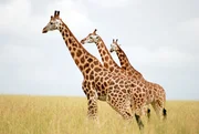 Naturtalente - Die Kunst der Verführung Staffel 1, Episode 1 Giraffen Naturtalente - Die Kunst der Verführung Staffel 1, Episode 1 Giraffen