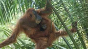 2008: Gober und ihre Tochter Gebi, die gerade mal 4-5 Jahre alt ist, aber schon mithelfen muss, an gen&uuml;gend Nahrung zu kommen. Mutter Gober leidet an zunehmend an Grauem Star. In &Ouml;lpalmplantagen, wie hier, lebt es sich f&uuml;r Orang-Utans und andere urspr&uuml;ngliche Waldbewohner besonders gef&auml;hrlich. Die Plantagenarbeiter fackeln nicht lange.
