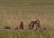 Steppenmurmeltiere graben Erdbaue in welchen die Familiengruppen Zuflucht finden.