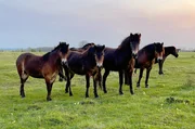 Im Nationalpark auf J&uuml;tland leben die Pferde das ganze Jahr unter freiem Himmel.