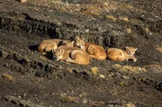 Die vier Jungen des Pumaweibchens Solitaria kuscheln in der Sonne zusammen. W&auml;hrend sie entspannt die W&auml;rme genie&szlig;en, warten sie auf die R&uuml;ckkehr ihrer Mutter.