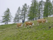 Aktionsaufnahme: Michelle Winklmayr treibt die K&uuml;he zur&uuml;ck in den Stall, Wallehenh&uuml;tte, Sulzenalm, Filzmoos.