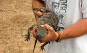 Volont&auml;r Amadeus soll heute eines der kleinen Krokodil einfangen.
