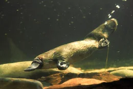 Schnabeltiere finden ihre Nahrung unter Wasser. Sie w&uuml;hlen im Schlamm und wenden Steine, um an Insektenlarven, W&uuml;rmer und Krabben zu gelangen.