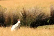 Auf Bruny Island gibt es eine Population seltener Albino Wallabys. Experten vermuten, dass sie auf der Insel &uuml;berleben, da es keine gro&szlig;en Raubtiere gibt.